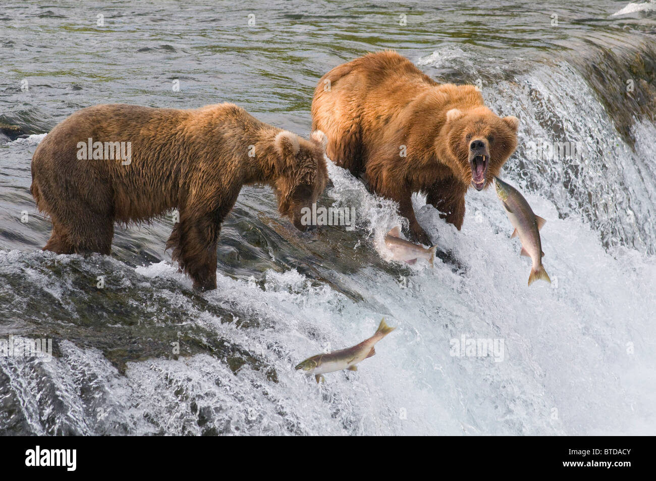 Three sockeye salmon jump in front of two adult Brown Bears standing at the top of Brooks Falls