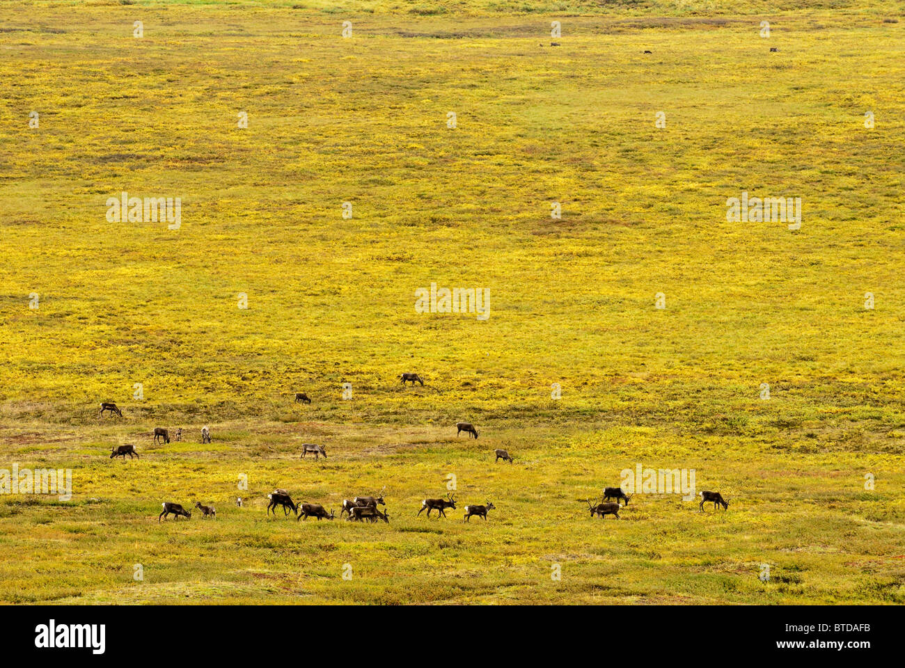 Caribou migrate through Gates of the Arctic National Park & Preserve