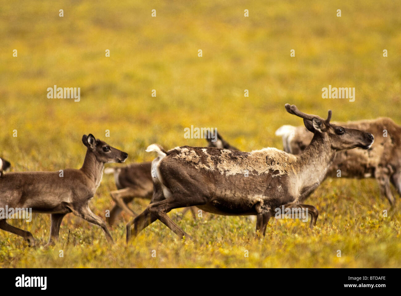 A group of cow and calf caribou migrate through Gates of the Arctic
