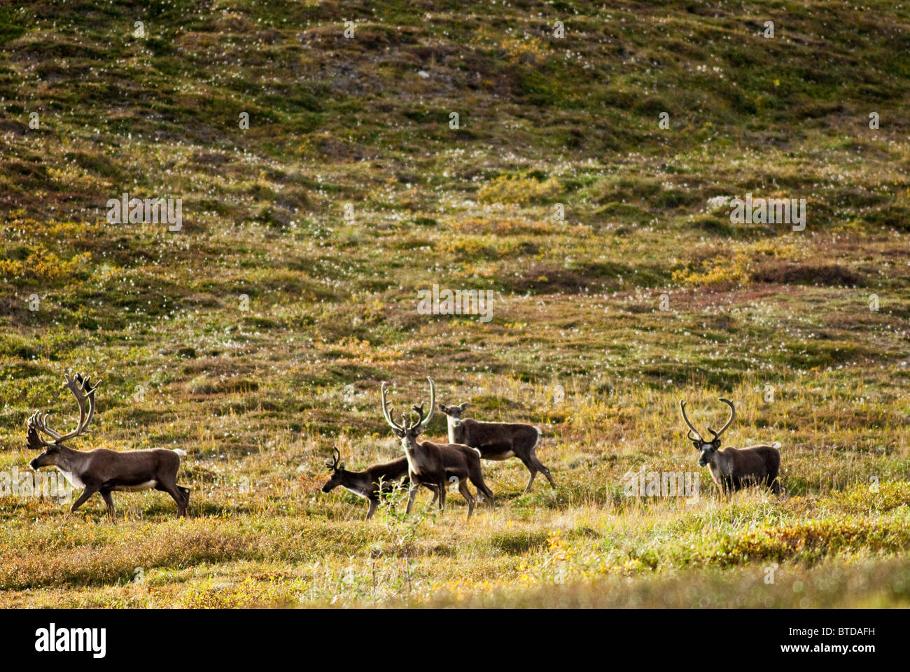 Group of bull caribou migrate through Gates of the Arctic National Park