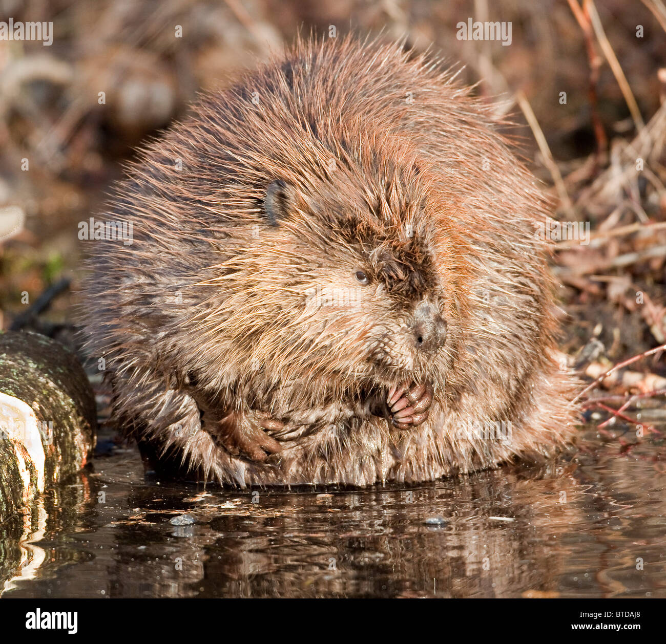 Close up of beaver grooming itself on the shore of Potter Marsh, Anchorage, Southcentral Alaska, Fall Stock Photo