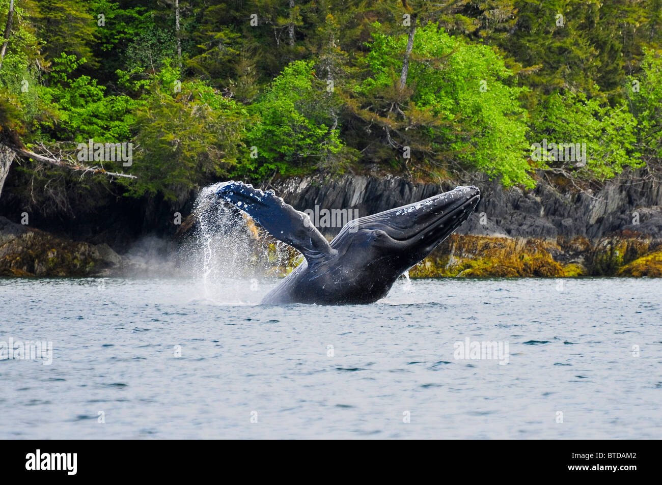 Humpback whale breaching off the coast of Jenny Island in Prince William Sound, Southcentral Alaska, Summer Stock Photo