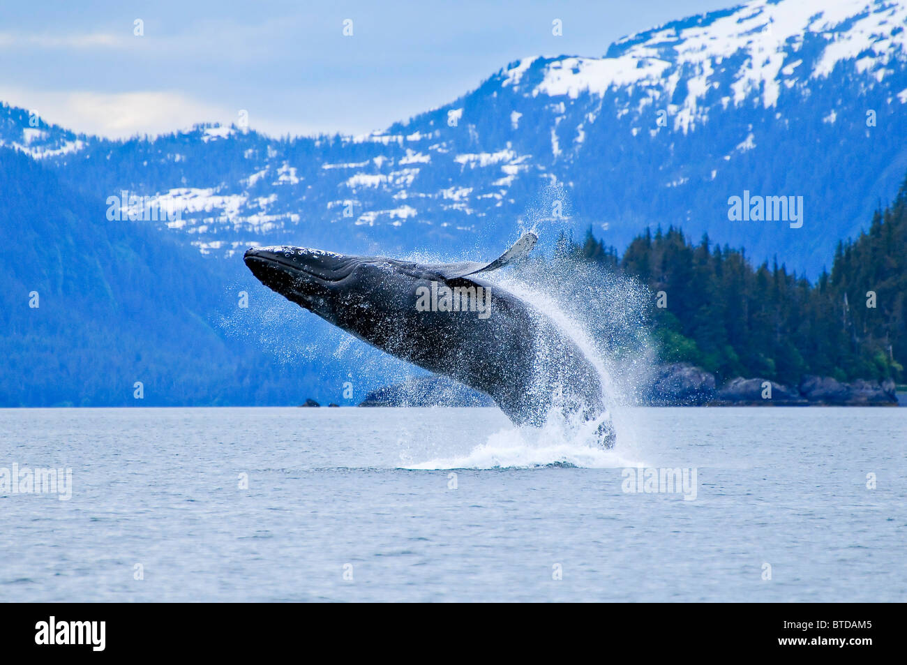 Humpback whale breaching in front of Eaglek Bay in Prince William Sound, Southcentral Alaska, Summer Stock Photo