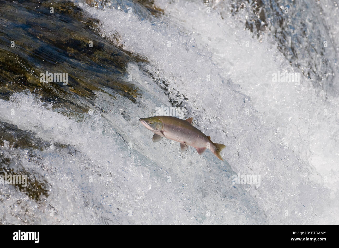 Sockeye salmon jumps Brooks Falls, Katmai National Park, Southwest Alaska, Summer Stock Photo