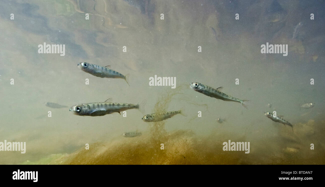 Salmon smolt hires stock photography and images Alamy