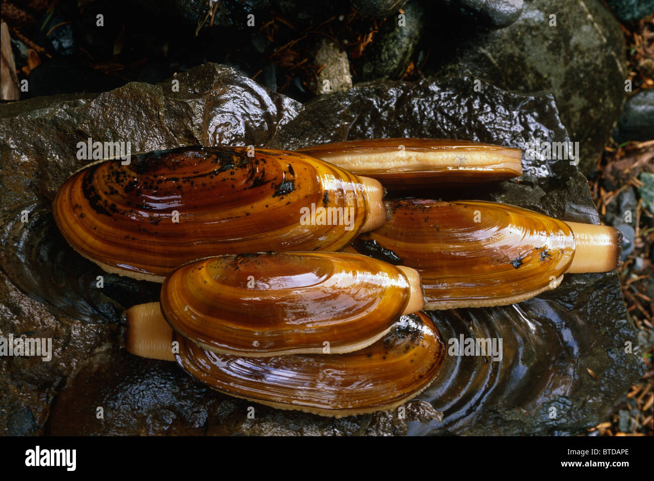 Close up of Razor Clams in Clam Gulch, Kenai Peninsula, Southcentral ...