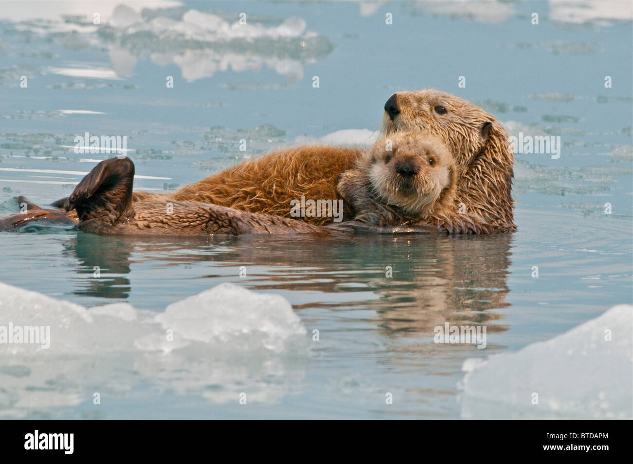 Sea otter floats on back with her pup near Yale Glacier, Prince William