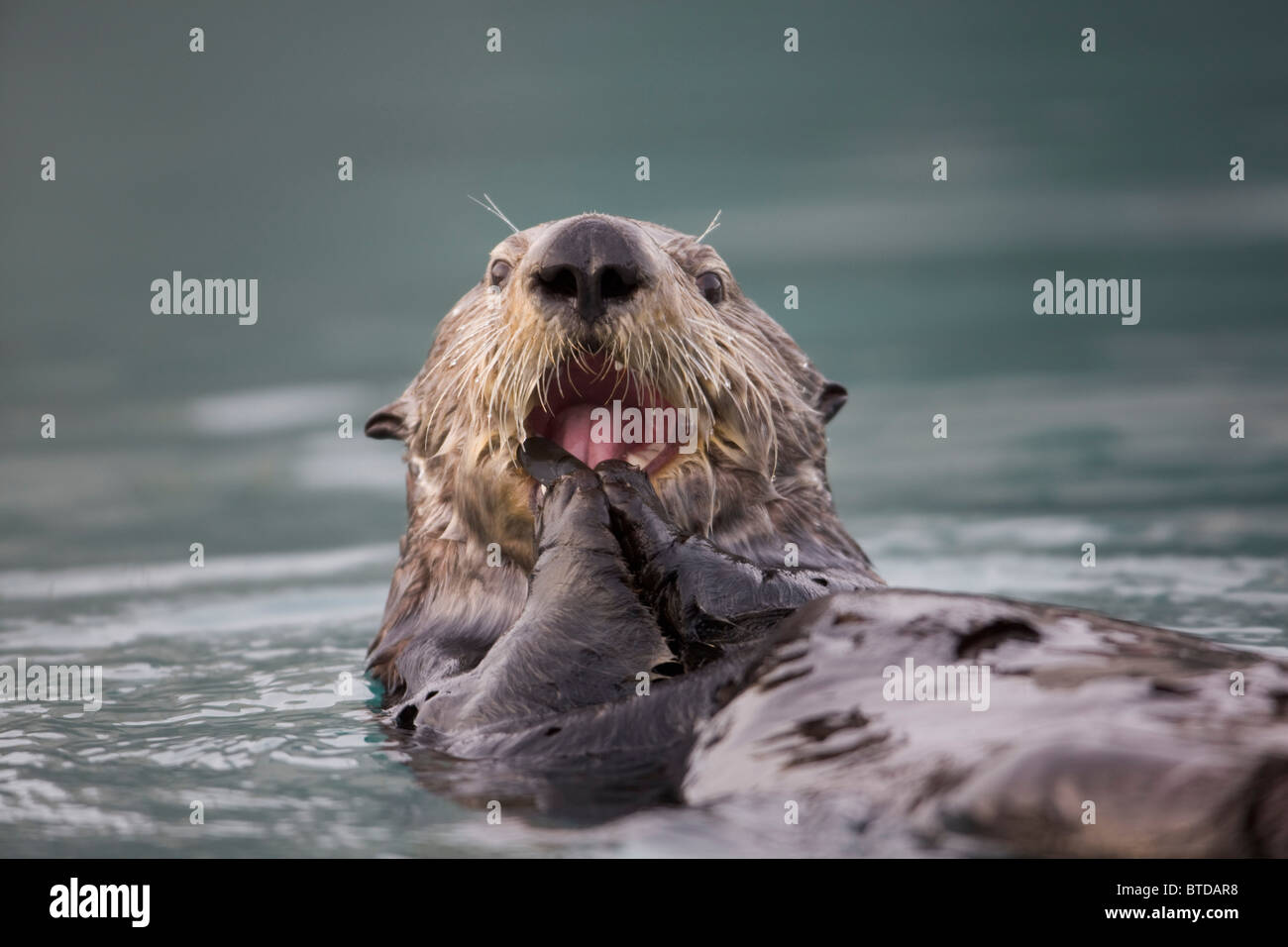 Close up view of a Sea Otter floating on its back while eating a mussel in Prince William Sound, Alaska, Southcentral, Fall Stock Photo