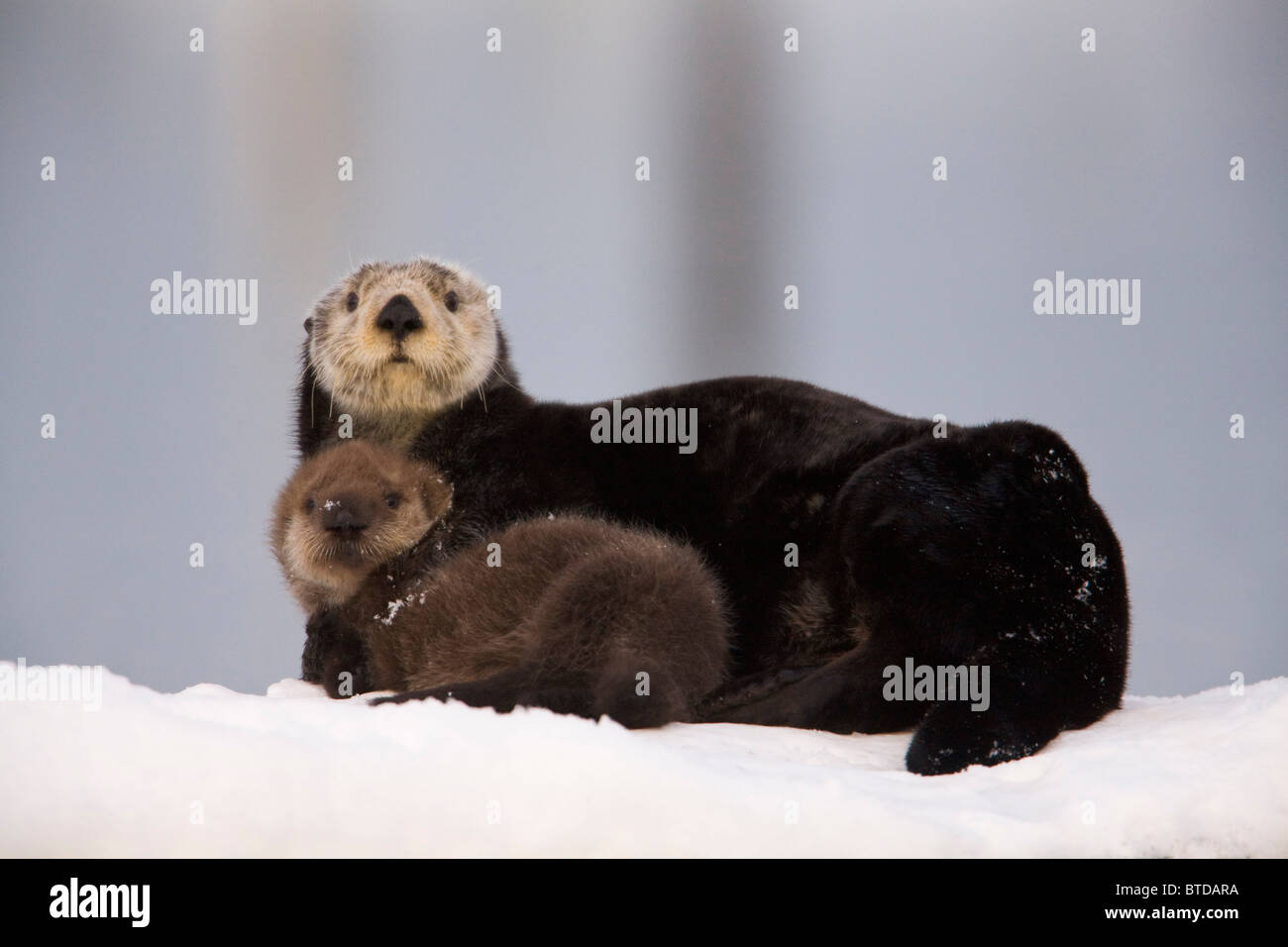 Female Sea Otter hauled out on a snow mound with newborn pup, Prince William Sound, Alaska, Southcentral, Winter Stock Photo