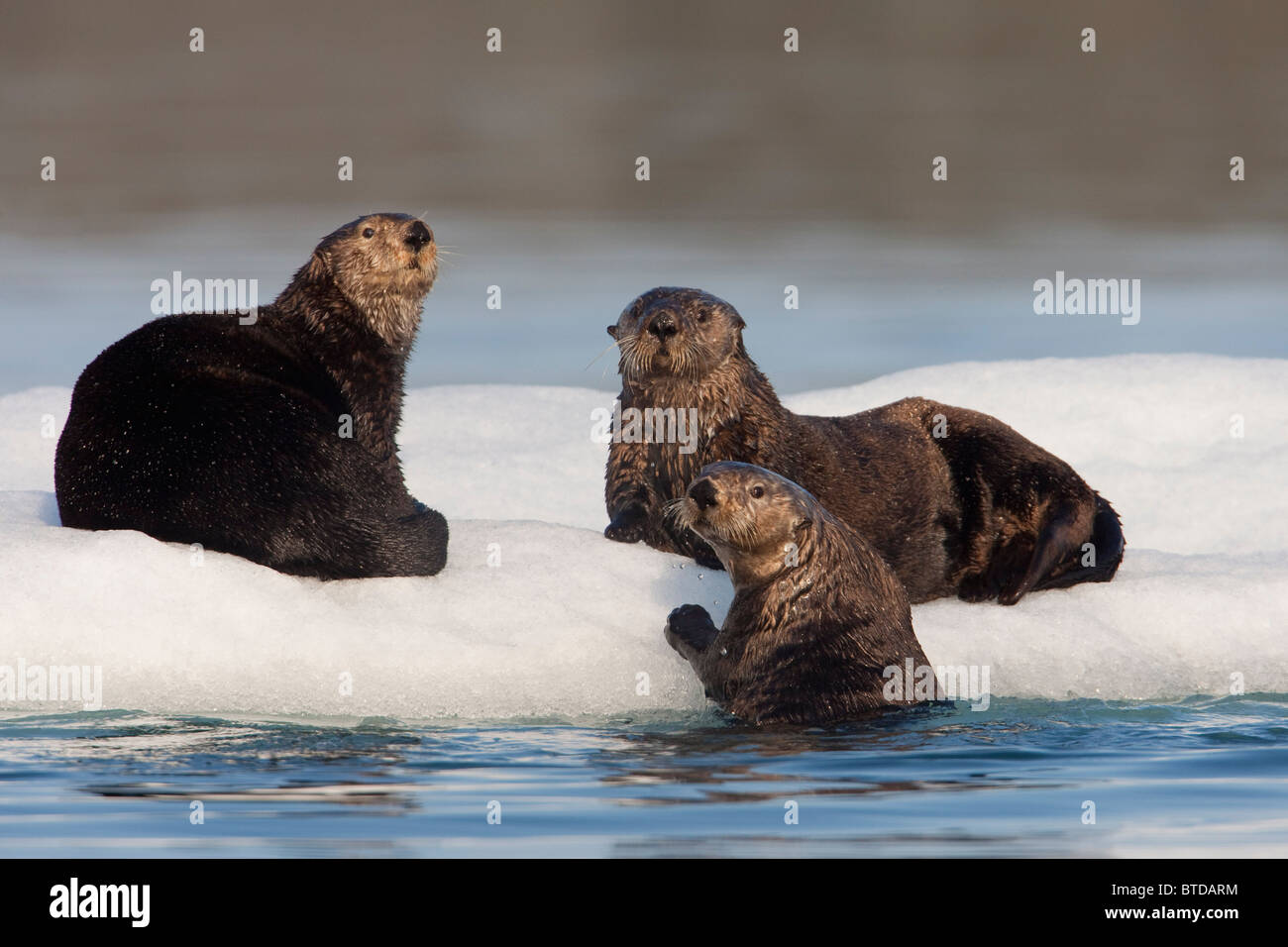 Group of Sea Otters hauled out on iceberg, Prince William Sound, Alaska, Southcentral, summer Stock Photo