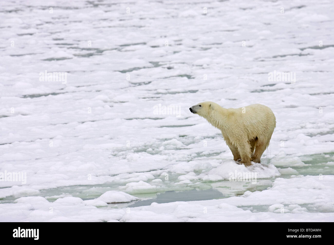 A Polar Bear cub stands patiently on slushy sea ice , Churchill, Manitoba, Canada, Winter Stock Photo