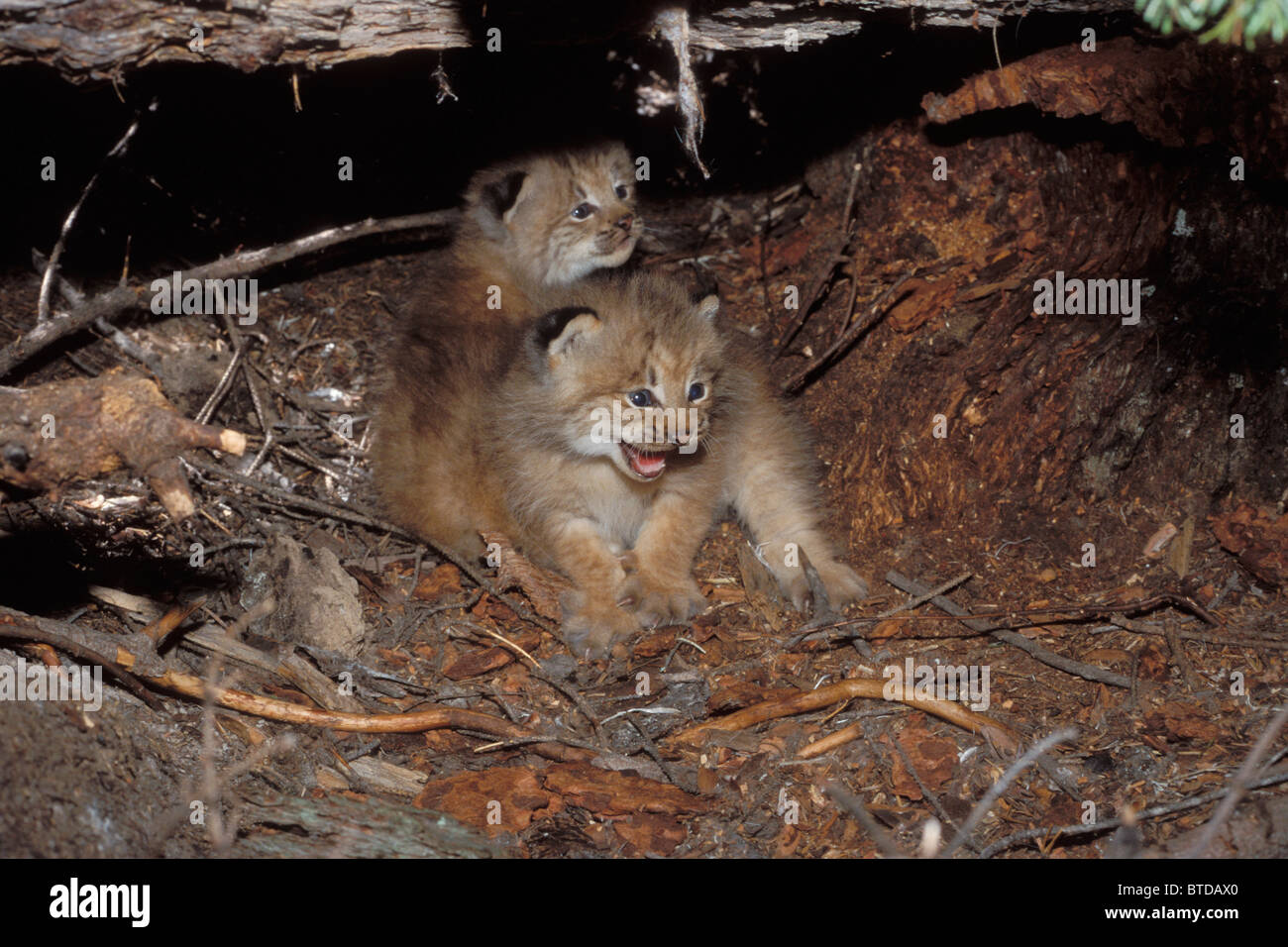view of lynx kittens in their den site under a rotten log mission