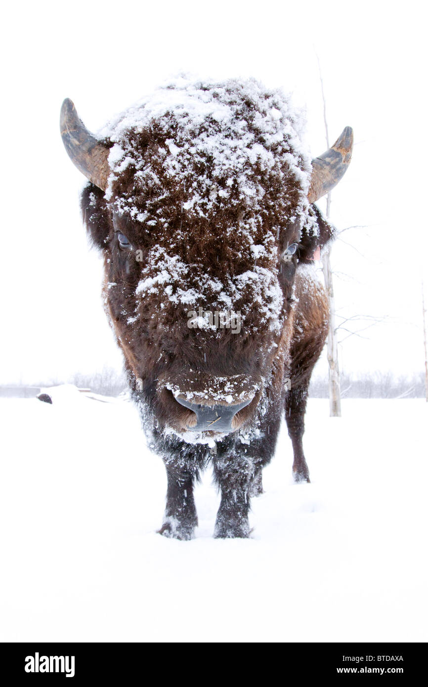 Portrait of a Wood Bison bull with his head covered in snow at the Alaska Wildlife Conservation Center, Alaska, CAPTIVE Stock Photo