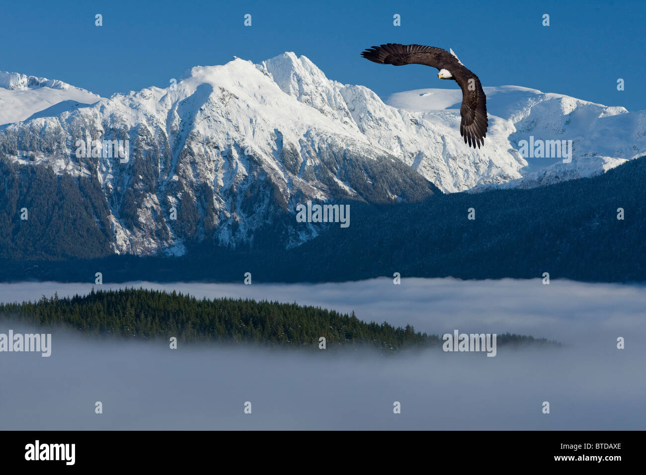 Bald Eagle soars above the Inside Passage and Tongass National Forest, and Coast Mountains, Alaska, Winter, COMPOSITE Stock Photo