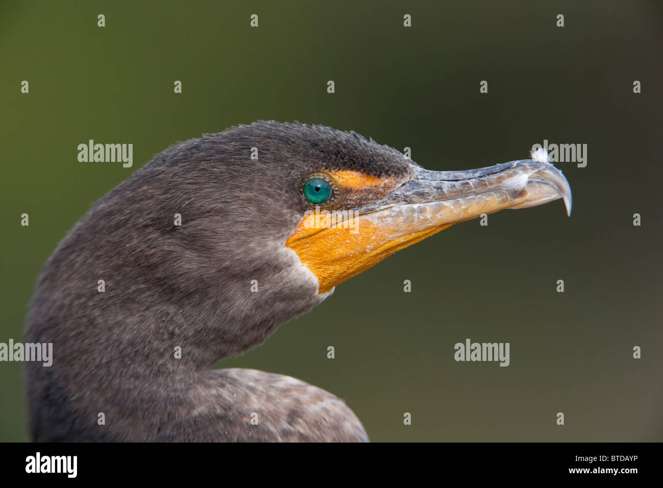 Close up of a Double-crested Cormorant, Everglades National Park, Florida, USA Stock Photo