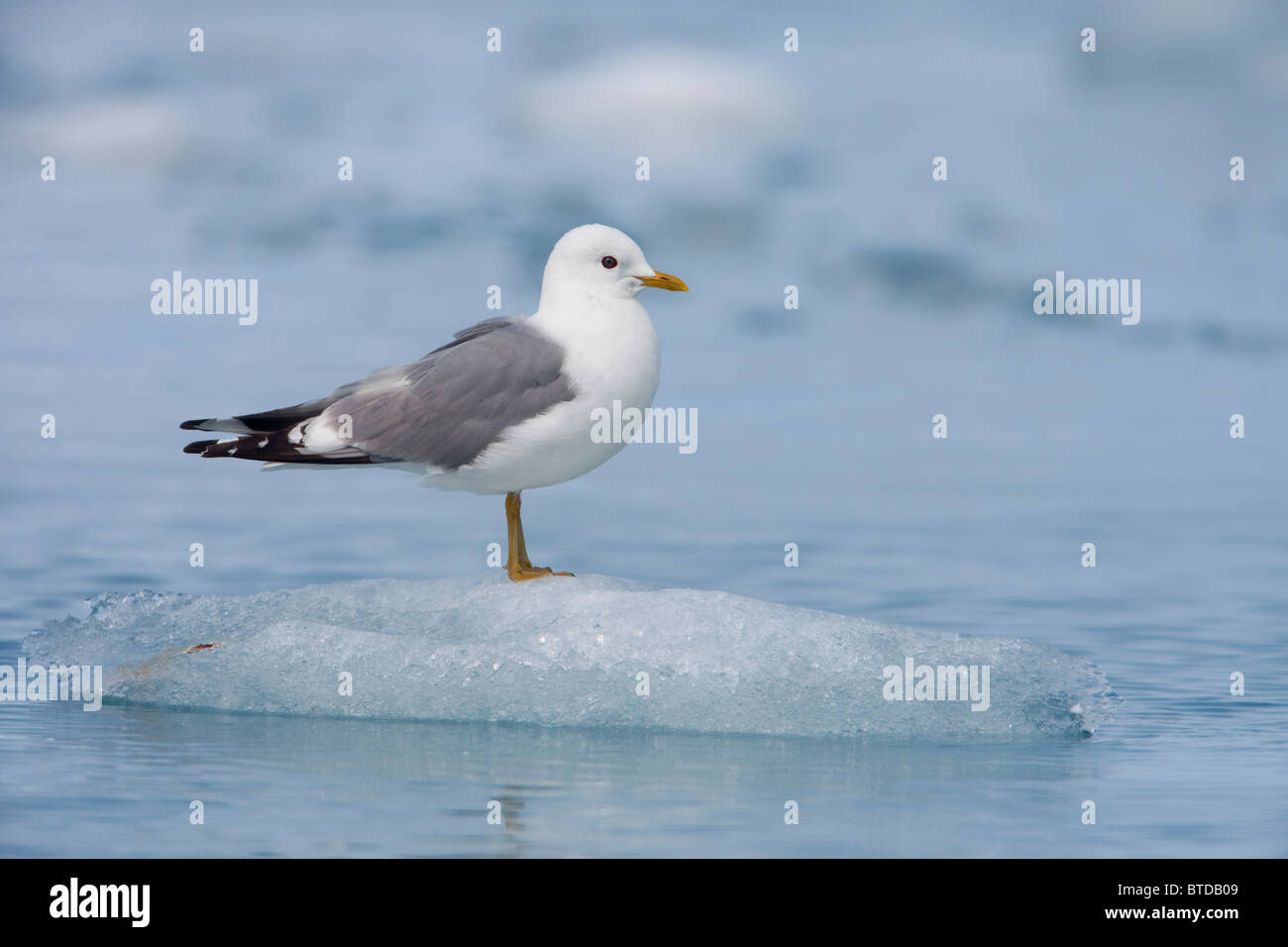 Mew Gull adult on an iceberg, Prince William Sound, Southcentral Alaska Stock Photo
