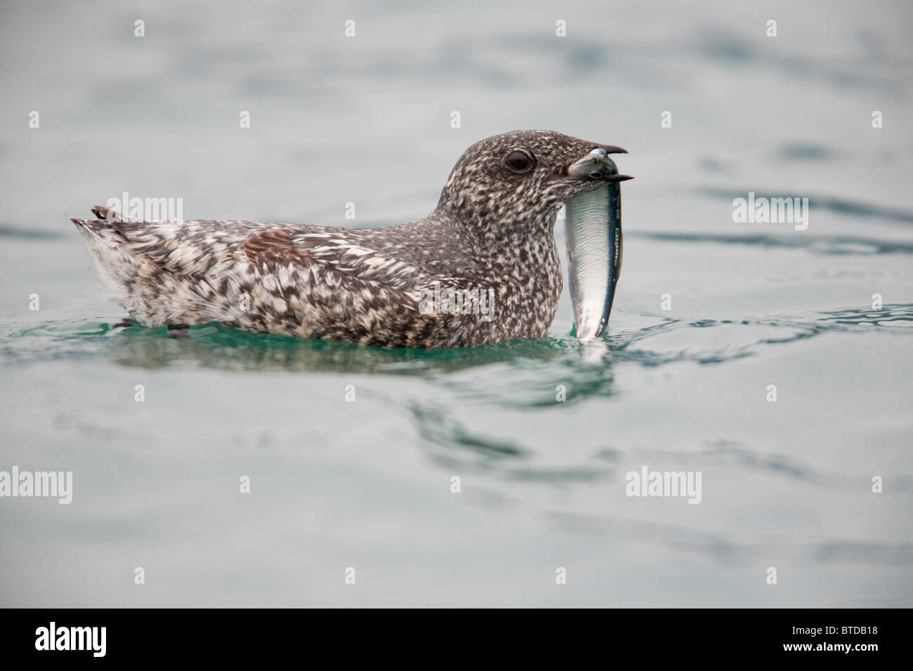 Kittlitz's Murrelet swimming with a herring fish in its bill, Columbia ...