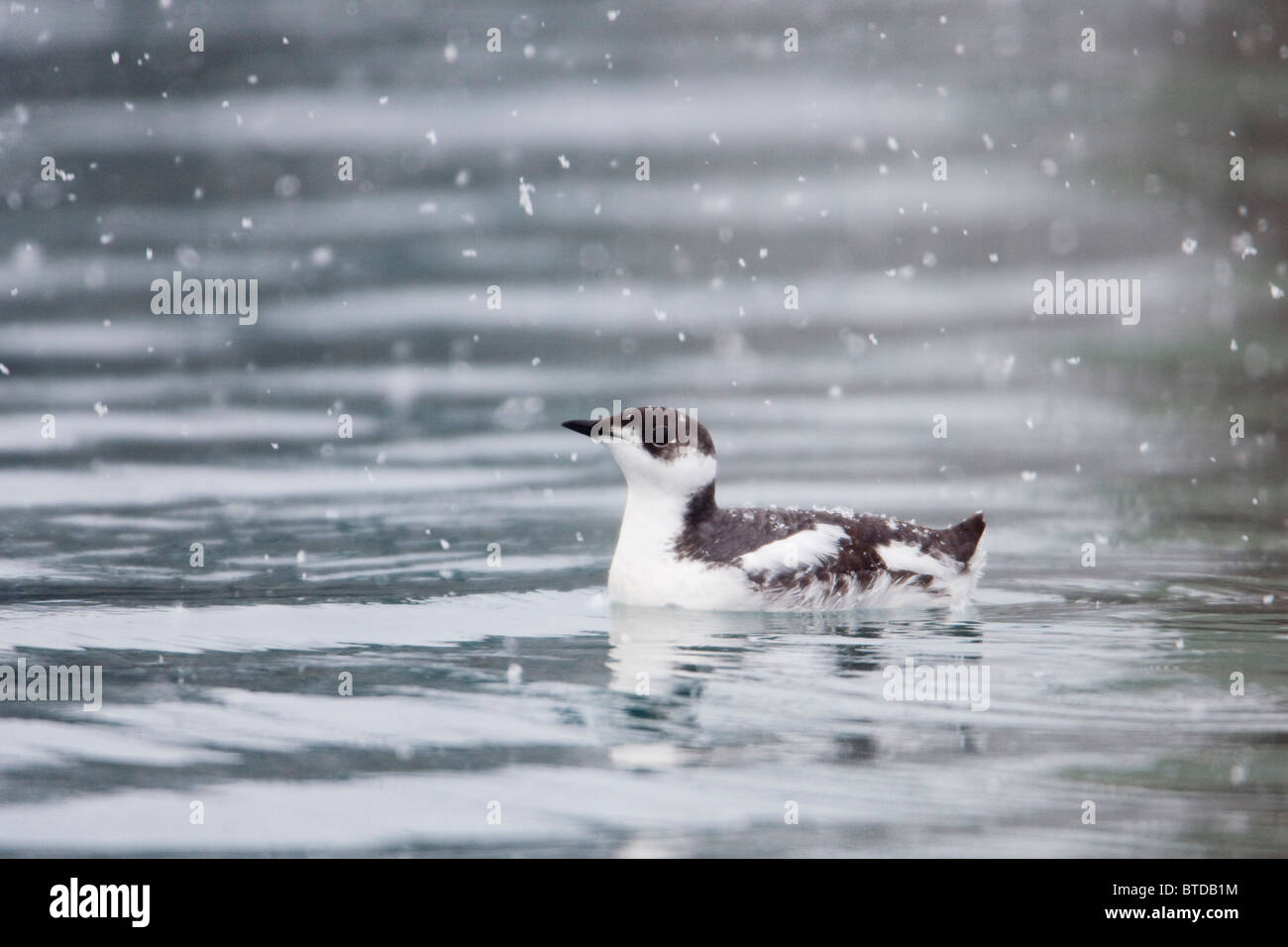 Marbled murrelet with winter plumage swimming during a snowfall in Prince William Sound, Alaska,  Winter, IUCN Endangered Stock Photo