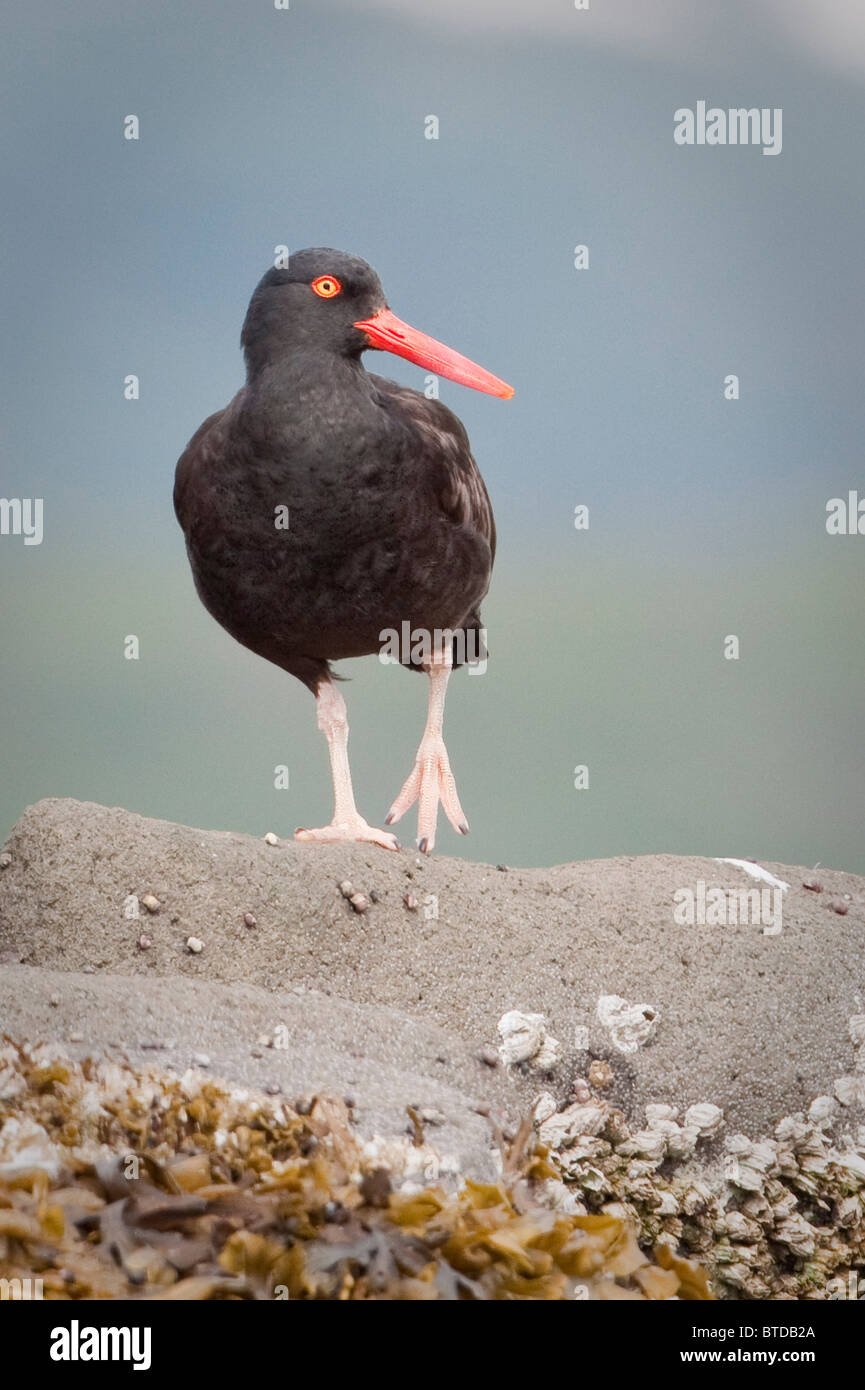 Close up of a Oyster Catcher in Geographic Harbor, Katmai National Park, Southwest Alaska, Summer Stock Photo