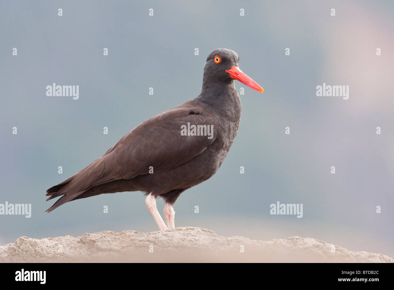 Close up view of Oyster Catcher in Geographic Harbor, Katmai National Park, Southwest Alaska, Summer Stock Photo