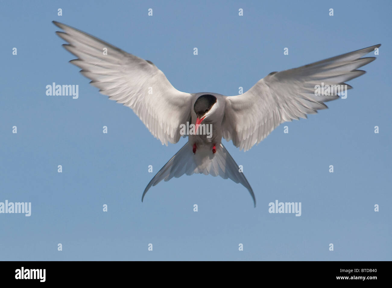 An Arctic Tern hovers over Potter Marsh in search of fish, Anchorage, Southcentral Alaska, Summer Stock Photo