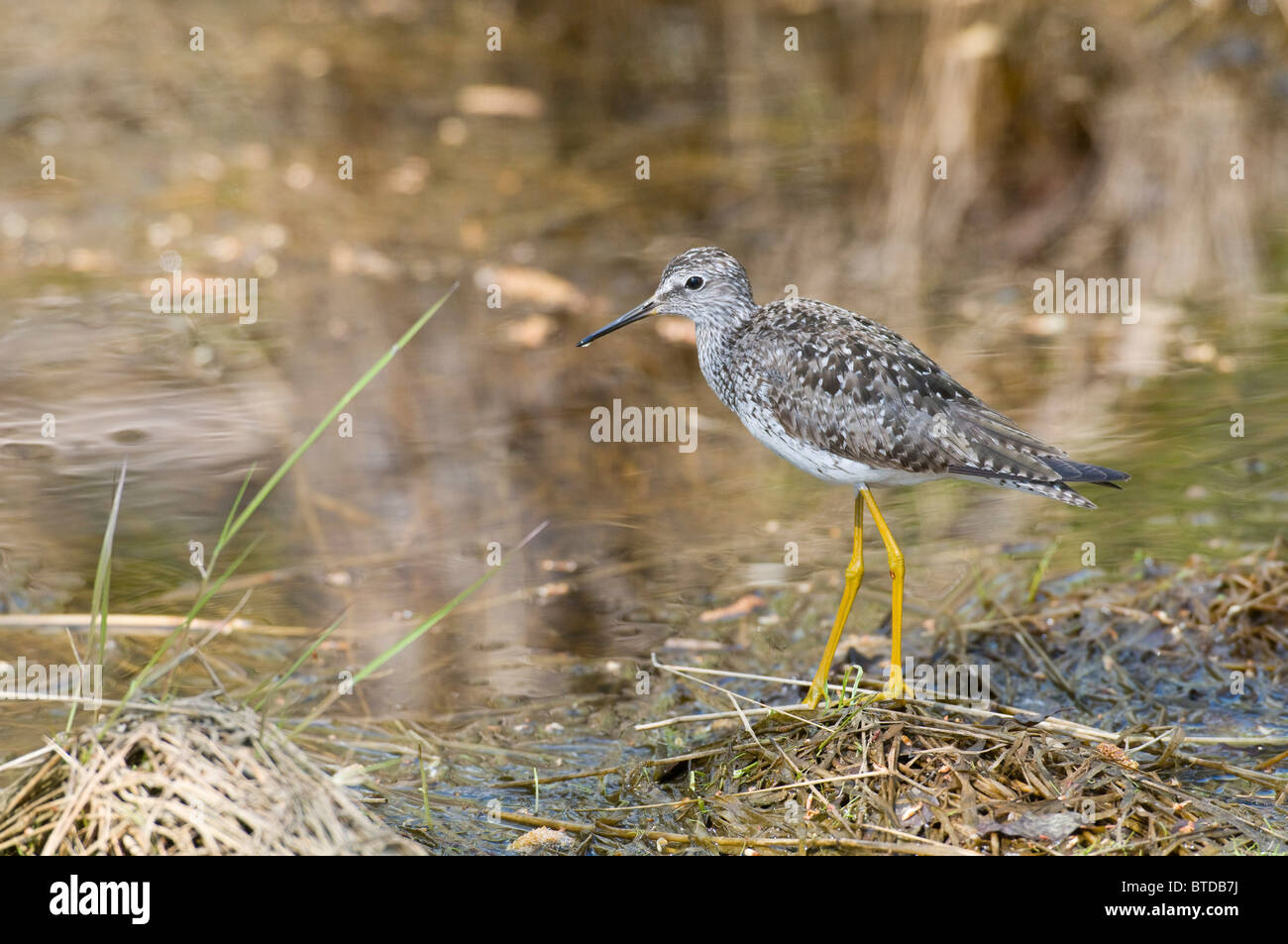 Creamers field migratory waterfowl refuge hires stock photography and