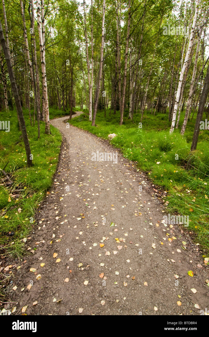 View of a trail leading through the woods in the Helen Louise McDowell Sanctuary in Anchorage, Southcentral Alaska Stock Photo