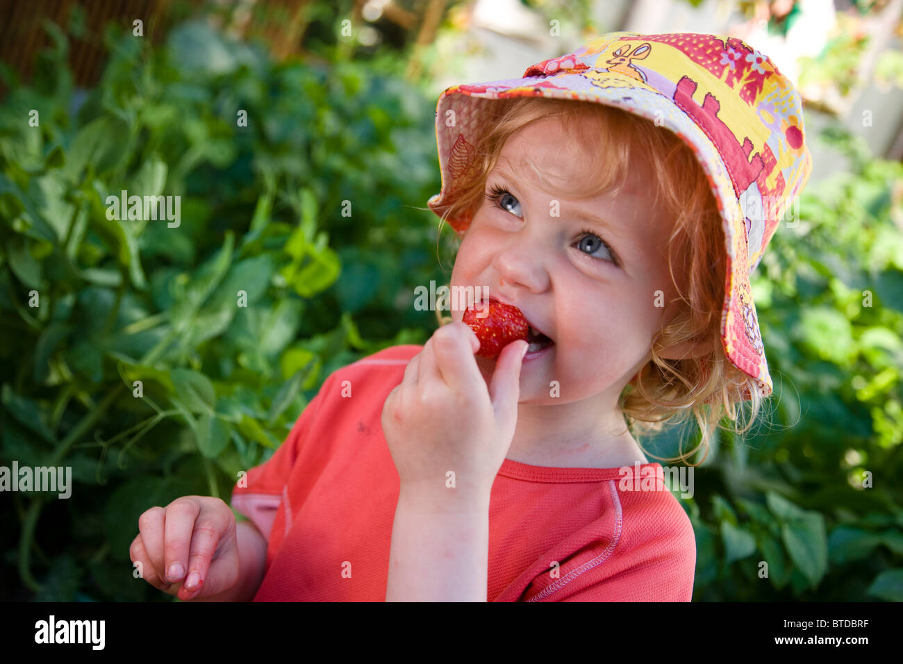 View of toddler girl eating home grown strawberries fresh out of the garden, Anchorage, Southcentral Alaska, Summer Stock Photo