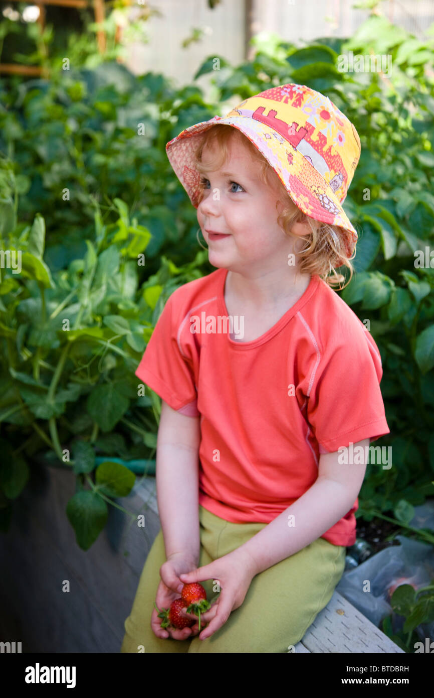 View of toddler girl eating home grown strawberries fresh out of the garden, Anchorage, Southcentral Alaska, Summer Stock Photo