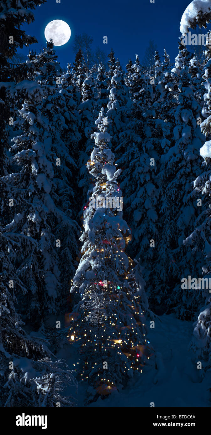 Heavy snow laden spruce trees, one with Christmas lights near UAA Arts