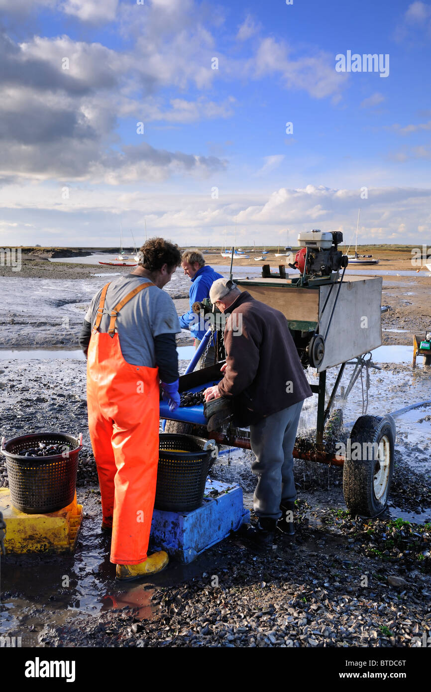Mussel Pickers - North Norfolk Coast Stock Photo