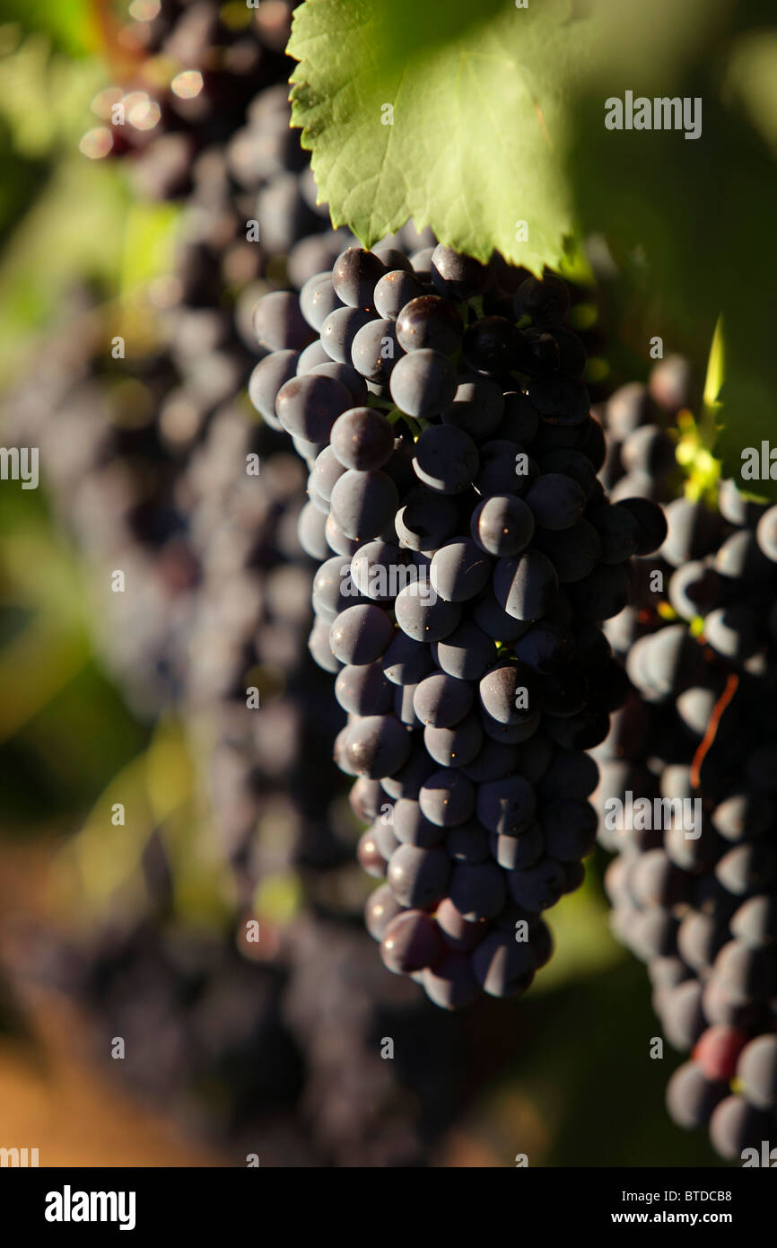 Vines grapes red wine hires stock photography and images Alamy