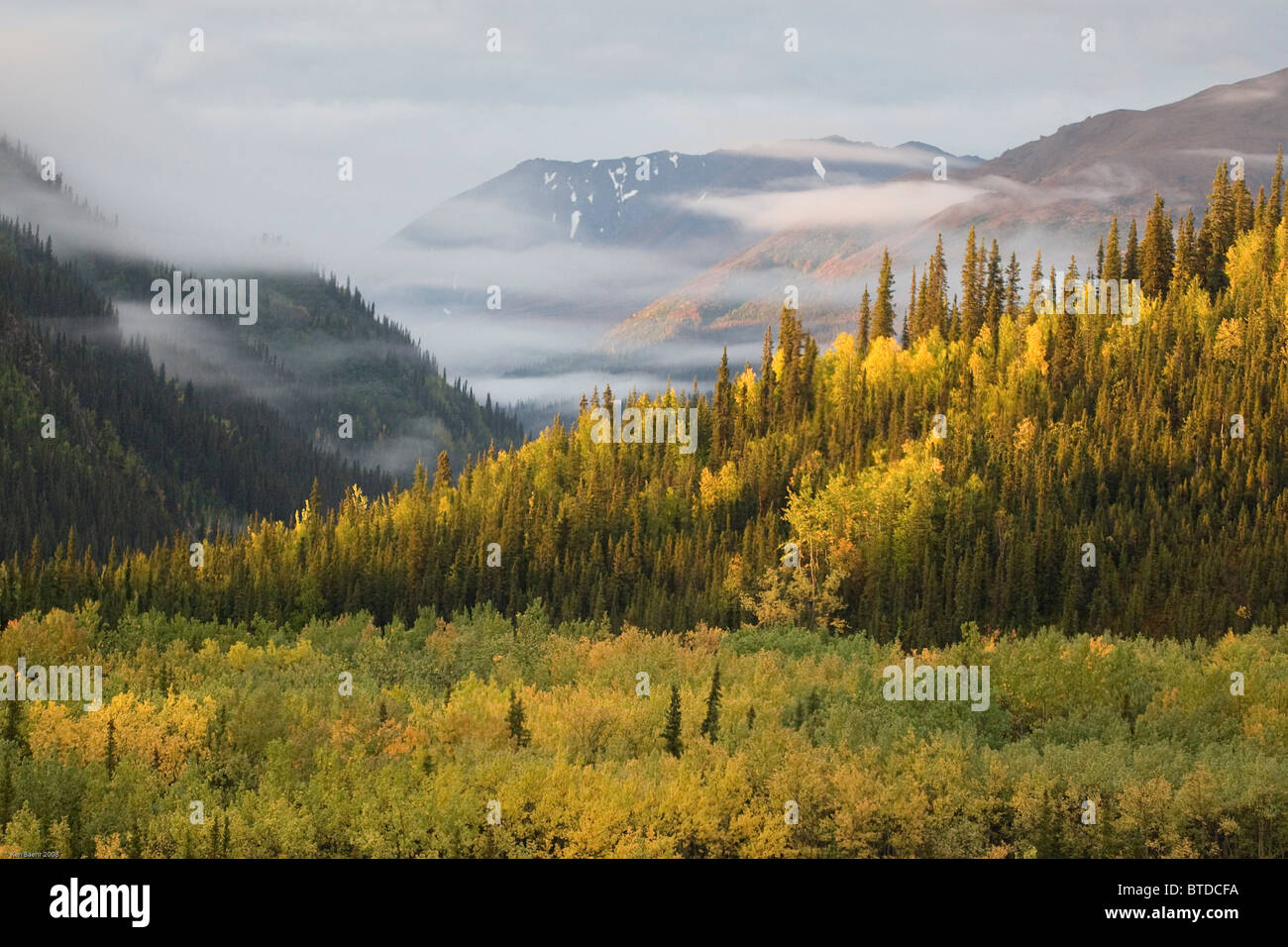 Autumnal view of Spruce, Aspen and Birch trees changing color near the entrance to Denali National Park, Interior Alaska, Fall Stock Photo