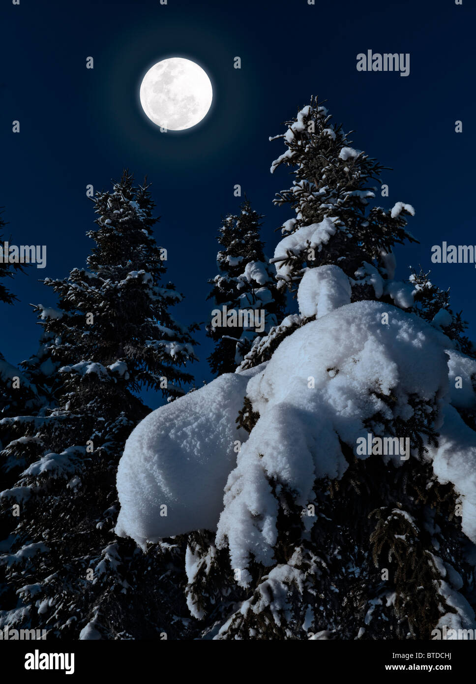 Heavy snow laden spruce trees in the moonlight of a full moon near UAA Arts building in Anchorage, Alaska, Winter, COMPOSITE Stock Photo