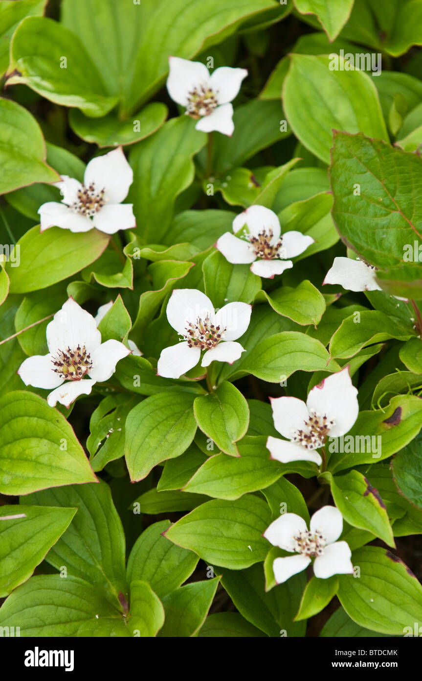 Close up view of Dwarf Dogwood on a trail near Campbell Creek and the Anchorage Coastal Wildlife Refuge, Anchorage,  Alaska Stock Photo