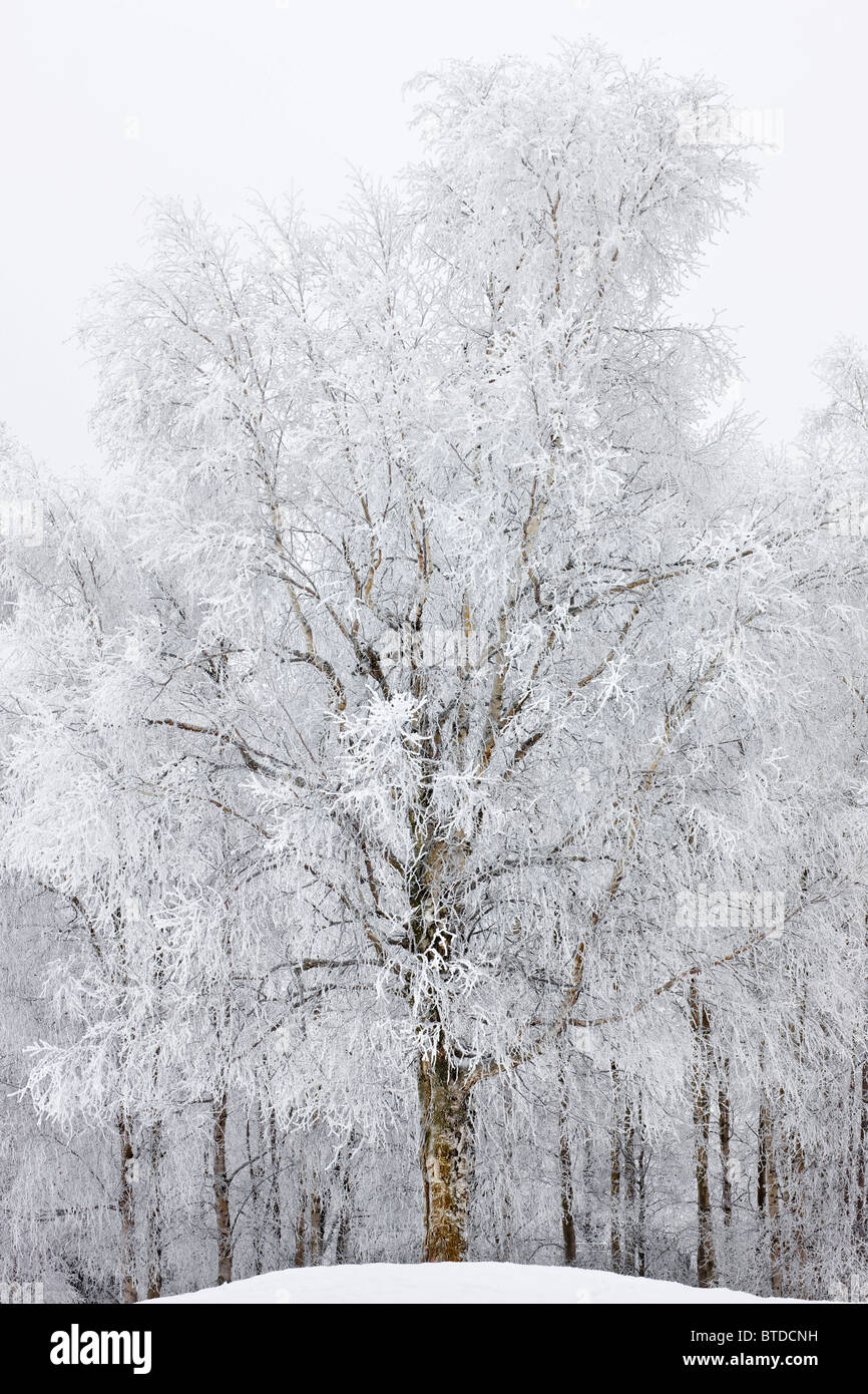 Hoar frost on birch trees at Russian Jack Park golf course in Anchorage