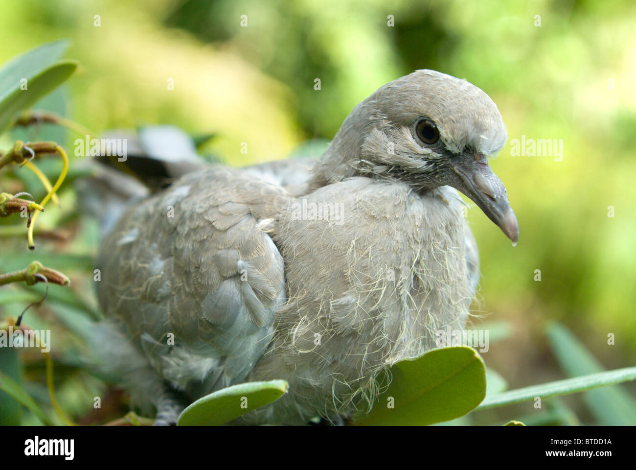 A young fledgling Collared Dove finds a safe place to sit in a secluded