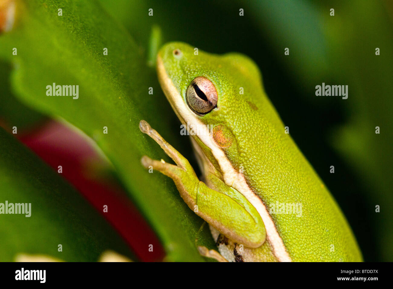 Green Tree Frog in Florida Stock Photo Alamy