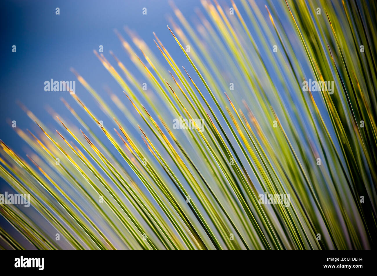 Grass Tree (xanthorrhoea) in sharp detail against a blue sky Stock Photo