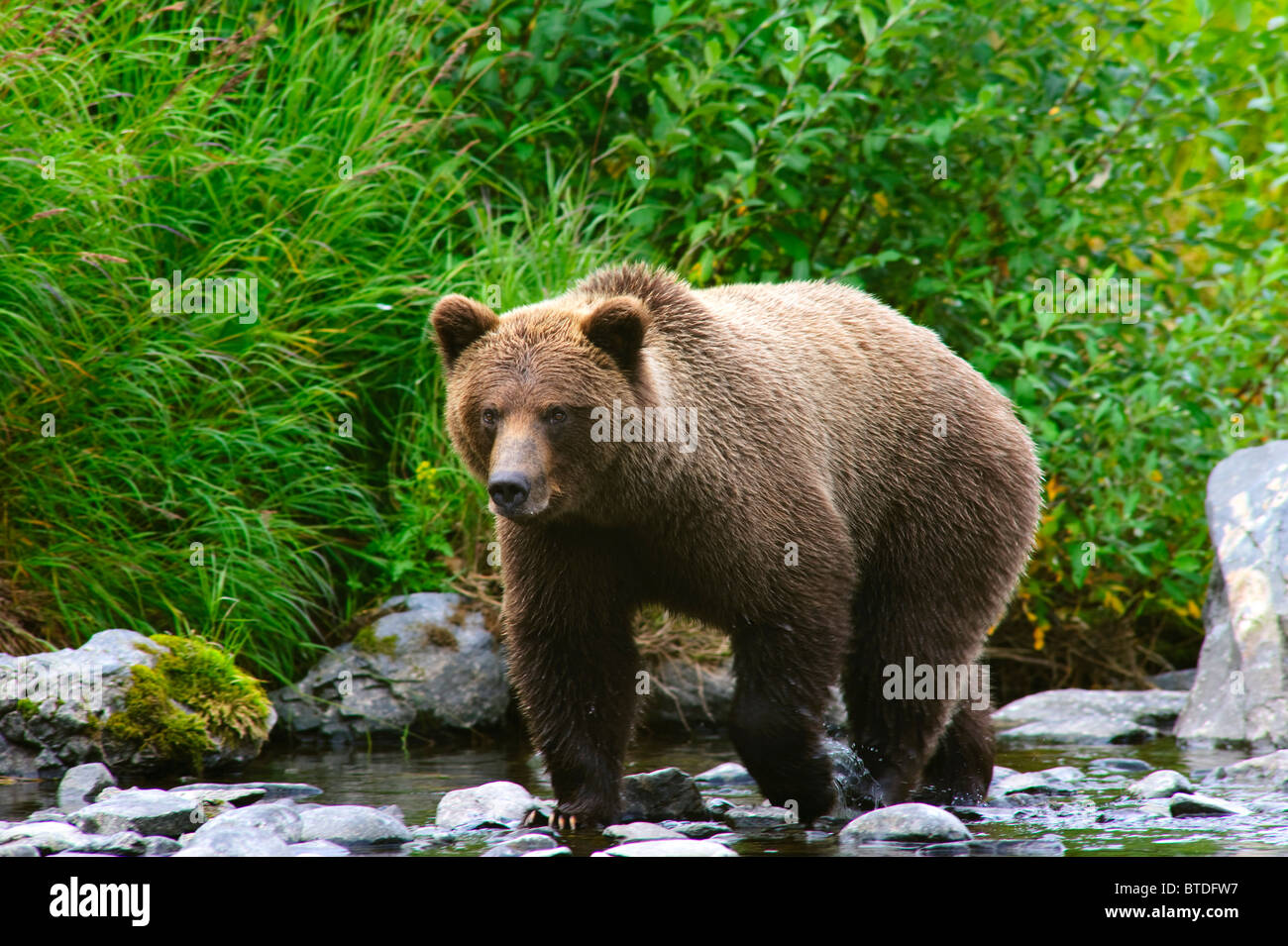 A Brown Bear fishing for salmon on the Russian River, Kenai Peninsula ...