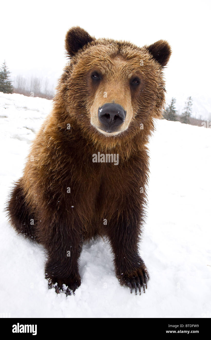 CAPTIVE Brown bear sitting in snow at the Alaska Wildlife Conservation Center, Southcentral, Alaska Stock Photo