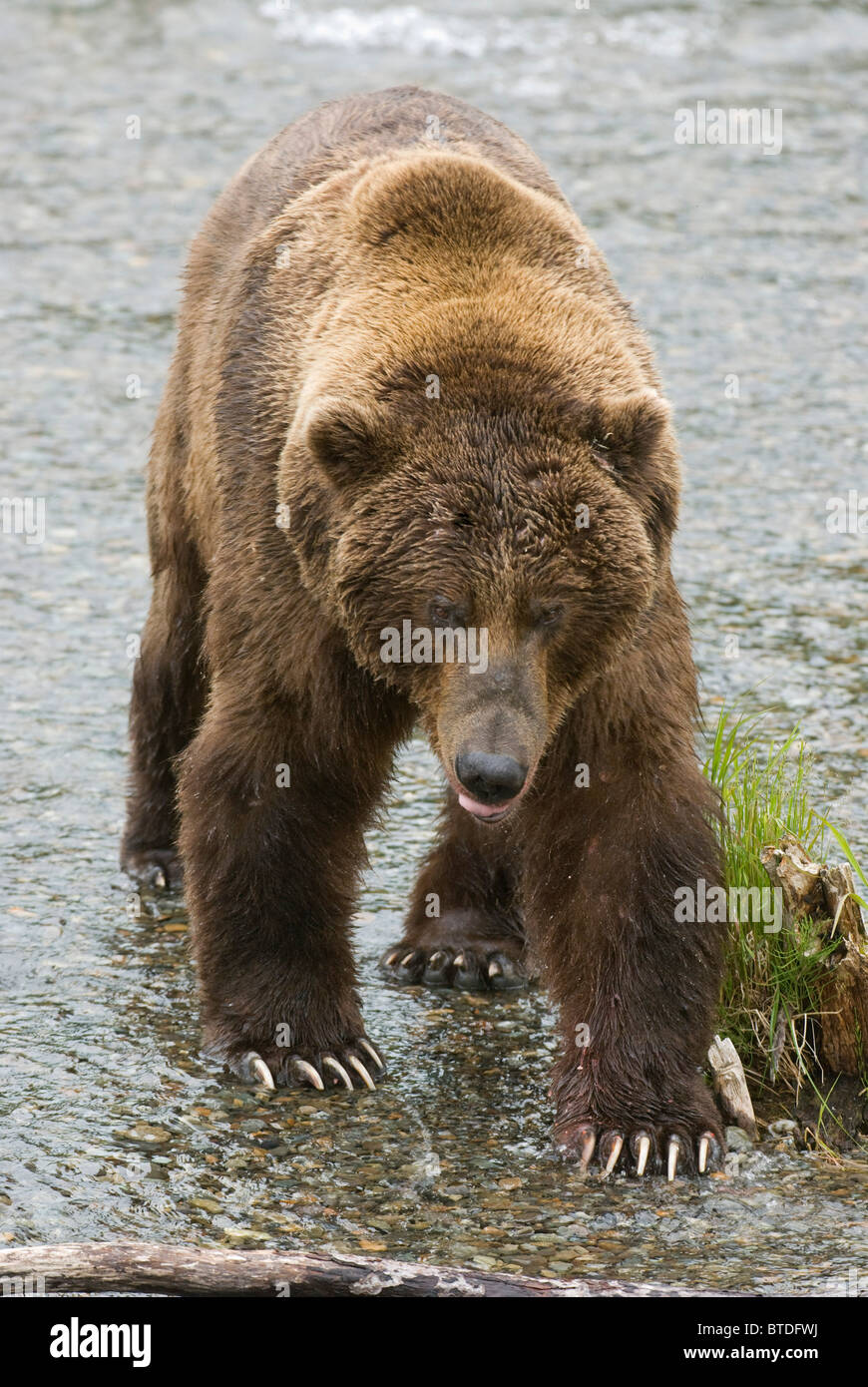 Brown Bear with long claws stands in shallow water of Brooks River, Katmai National Park, Alaska, Digitally altered Stock Photo