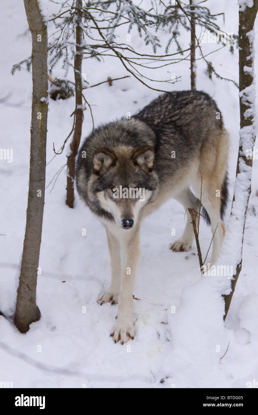 CAPTIVE View of a wolf in the trees at the Alaska Zoo, Southcentral Alaska Winter Stock Photo