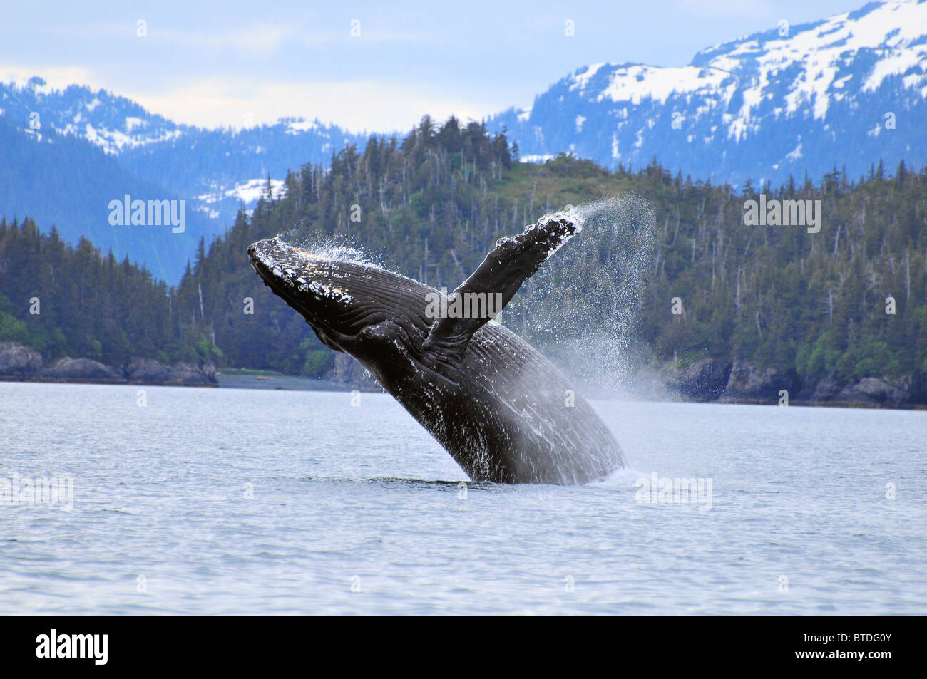 Humpback wale breaching in Prince William Sound, Alaska Stock Photo
