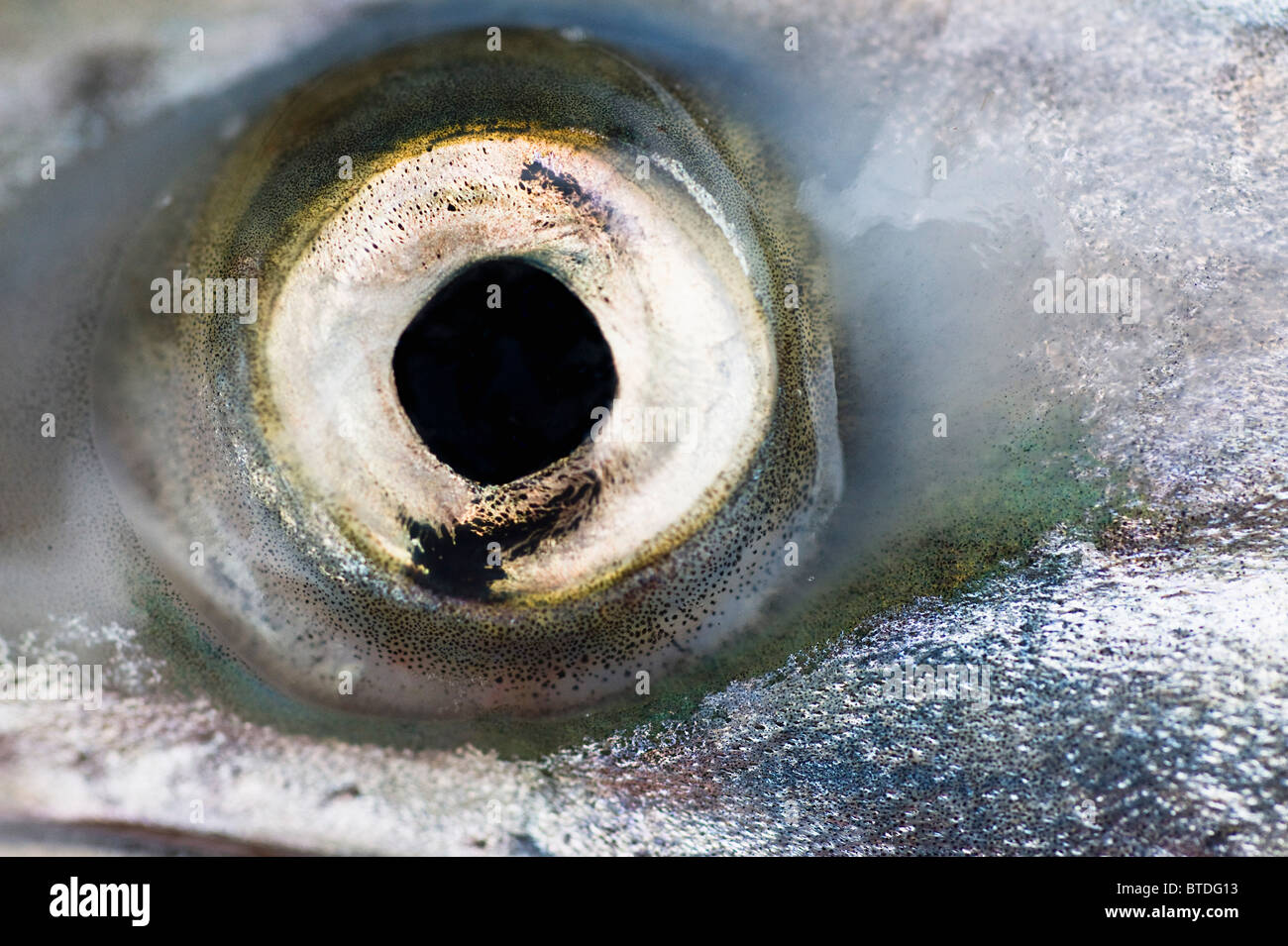 Closeup of the eye of a King Salmon, Alaska Stock Photo