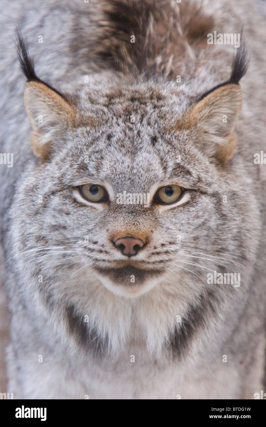 CAPTIVE Portrait of a Canada lynx during Winter at the Alaska Wildlife Conservation Center, Southcentral, Alaska Stock Photo