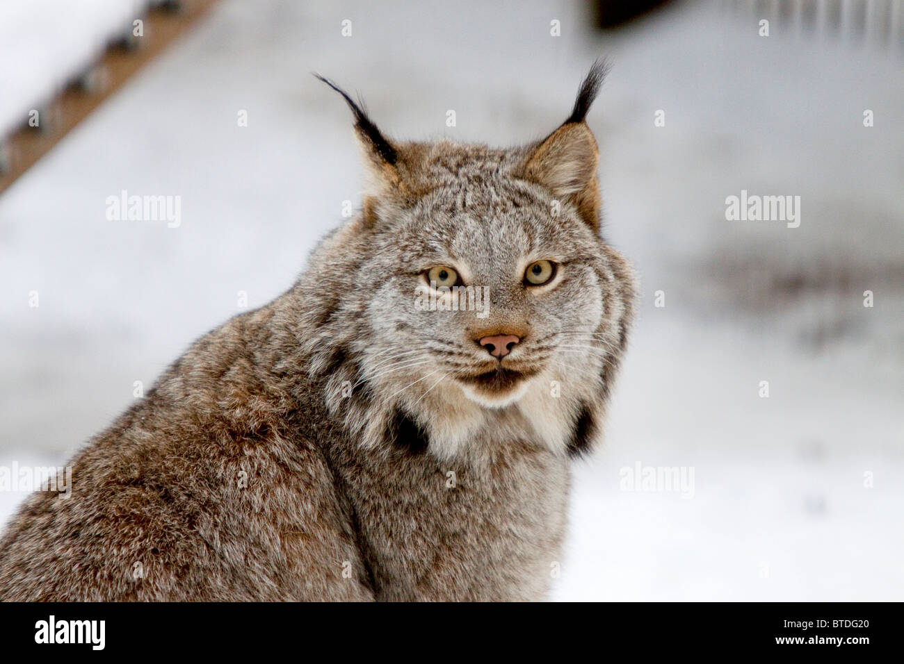 Portrait of Canadian Lynx, Winter, Alaska Wildlife Conservation Center, CAPTIVE Stock Photo