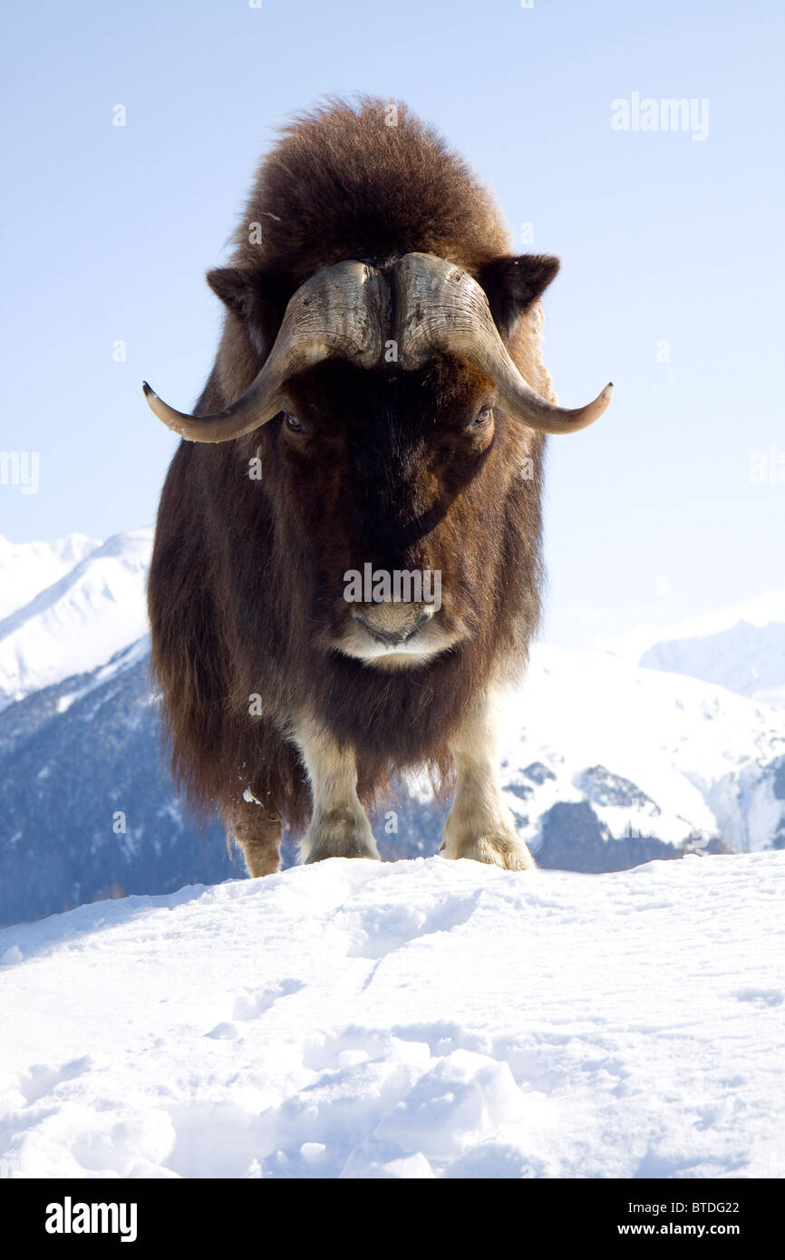CAPTIVE Bull musk ox stands on a snowy hill at the Alaska Wildlife Conservation Center, southcentral, Alaska Stock Photo
