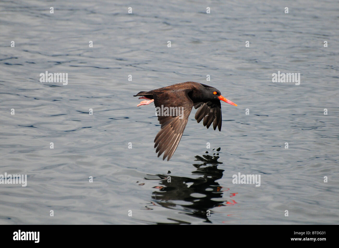 Oystercatcher in flight over the Prince William Sound, Alaska Stock