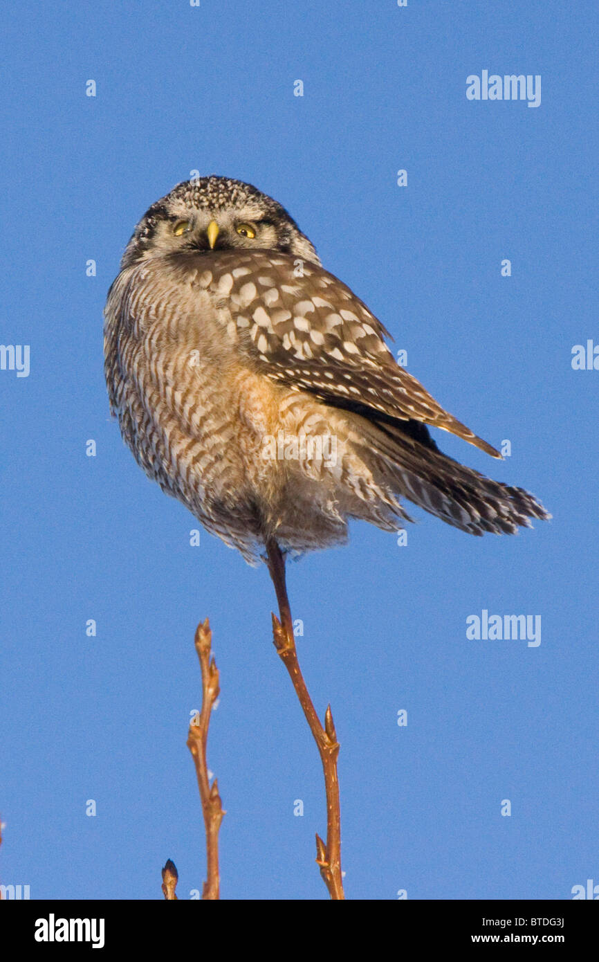Hawk Owl perched on thin branch during Winter, Alaska Stock Photo